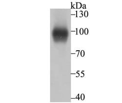 Invitrogen Thrombomodulin Recombinant Rabbit Monoclonal Antibody (JB48-23)