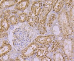 Invitrogen Arp3 Recombinant Rabbit Monoclonal Antibody (JB33-44) 100 &mu;L | Buy Online | Invitrogen&trade; | Fisher Scientific