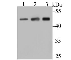 Invitrogen Arp3 Recombinant Rabbit Monoclonal Antibody (JB33-44) 100 &mu;L | Buy Online | Invitrogen&trade; | Fisher Scientific