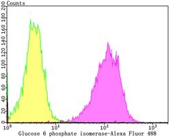 Invitrogen GPI Recombinant Rabbit Monoclonal Antibody (JG33-86) 100 &mu;L;