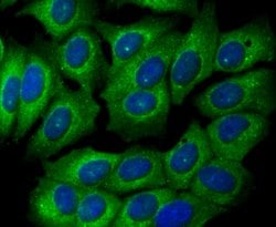 Invitrogen GPI Recombinant Rabbit Monoclonal Antibody (JG33-86) 100 &mu;L;