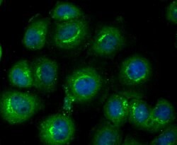 Invitrogen GPI Recombinant Rabbit Monoclonal Antibody (JG33-86) 100 &mu;L;