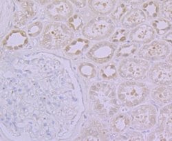 Invitrogen GPI Recombinant Rabbit Monoclonal Antibody (JG33-86) 100 &mu;L;