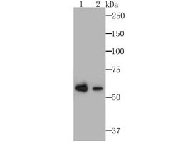 Invitrogen GPI Recombinant Rabbit Monoclonal Antibody (JG33-86) 100 &mu;L;