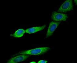Invitrogen ERP29 Recombinant Rabbit Monoclonal Antibody (JG34-42) 100 &mu;L;