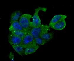 Invitrogen ERP29 Recombinant Rabbit Monoclonal Antibody (JG34-42) 100 &mu;L;