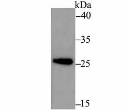 Invitrogen ERP29 Recombinant Rabbit Monoclonal Antibody (JG34-42) 100 &mu;L;