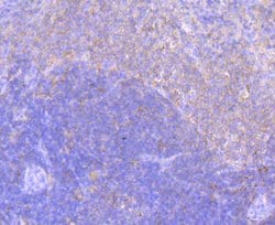 Invitrogen ELMO1 Recombinant Rabbit Monoclonal Antibody (JG34-59) 100 &mu;L;