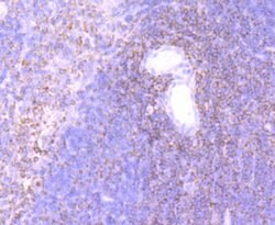 Invitrogen ELMO1 Recombinant Rabbit Monoclonal Antibody (JG34-59) 100 &mu;L;