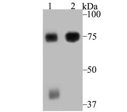 Invitrogen ELMO1 Recombinant Rabbit Monoclonal Antibody (JG34-59) 100 &mu;L;