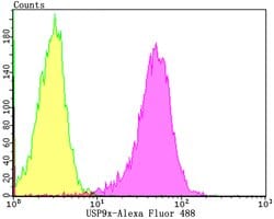 Invitrogen USP9X Recombinant Rabbit Monoclonal Antibody (JG35-11) 100 &mu;L;