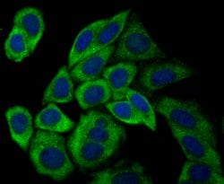Invitrogen USP9X Recombinant Rabbit Monoclonal Antibody (JG35-11) 100 &mu;L;