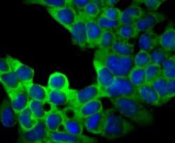 Invitrogen USP9X Recombinant Rabbit Monoclonal Antibody (JG35-11) 100 &mu;L;