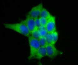 Invitrogen USP9X Recombinant Rabbit Monoclonal Antibody (JG35-11) 100 &mu;L;
