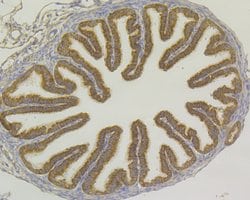 Invitrogen USP9X Recombinant Rabbit Monoclonal Antibody (JG35-11) 100 &mu;L;