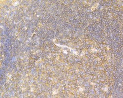 Invitrogen USP9X Recombinant Rabbit Monoclonal Antibody (JG35-11) 100 &mu;L;