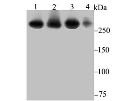 Invitrogen USP9X Recombinant Rabbit Monoclonal Antibody (JG35-11) 100 &mu;L;