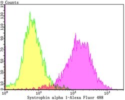 Invitrogen Syntrophin alpha-1 Recombinant Rabbit Monoclonal Antibody (JG35-62)