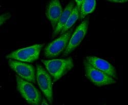 Invitrogen Syntrophin alpha-1 Recombinant Rabbit Monoclonal Antibody (JG35-62)