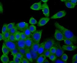 Invitrogen Syntrophin alpha-1 Recombinant Rabbit Monoclonal Antibody (JG35-62)