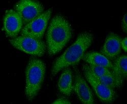 Invitrogen Syntrophin alpha-1 Recombinant Rabbit Monoclonal Antibody (JG35-62)