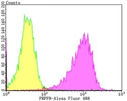 Invitrogen PRP8 Recombinant Rabbit Monoclonal Antibody (JG57-38) 100 &mu;L;