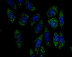 Invitrogen FBXO5 Recombinant Rabbit Monoclonal Antibody (JG35-83) 100 &mu;L;