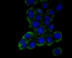 Invitrogen FBXO5 Recombinant Rabbit Monoclonal Antibody (JG35-83) 100 &mu;L;