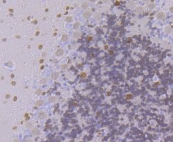 Invitrogen FBXO5 Recombinant Rabbit Monoclonal Antibody (JG35-83) 100 &mu;L;