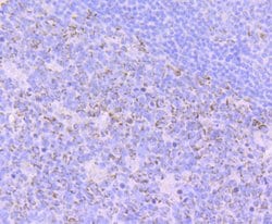 Invitrogen FBXO5 Recombinant Rabbit Monoclonal Antibody (JG35-83) 100 &mu;L;