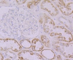 Invitrogen FBXO5 Recombinant Rabbit Monoclonal Antibody (JG35-83) 100 &mu;L;