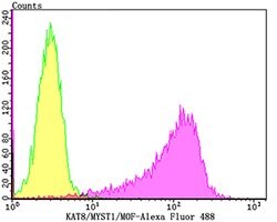 Invitrogen MYST1 Recombinant Rabbit Monoclonal Antibody (JG36-05) 100 &mu;L;