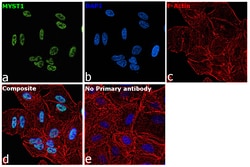 Invitrogen MYST1 Recombinant Rabbit Monoclonal Antibody (JG36-05) 100 &mu;L;