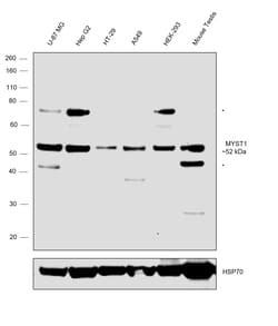 Invitrogen MYST1 Recombinant Rabbit Monoclonal Antibody (JG36-05) 100 &mu;L;