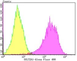 Invitrogen SULT2A1 Recombinant Rabbit Monoclonal Antibody (JG36-18) 100
