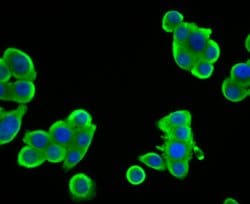 Invitrogen SULT2A1 Recombinant Rabbit Monoclonal Antibody (JG36-18) 100