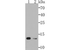 Invitrogen VAMP3 Recombinant Rabbit Monoclonal Antibody (JG36-31) 100 &mu;L;