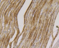 Invitrogen FHL2 Recombinant Rabbit Monoclonal Antibody (JG36-42) 100 &mu;L;