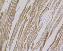 Invitrogen FHL2 Recombinant Rabbit Monoclonal Antibody (JG36-42) 100 &mu;L;