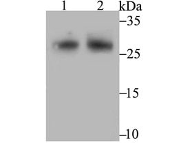Invitrogen FHL2 Recombinant Rabbit Monoclonal Antibody (JG36-42) 100 &mu;L;