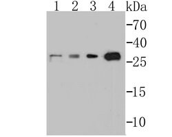 Invitrogen p53DINP1 Recombinant Rabbit Monoclonal Antibody (JG37-64) 100