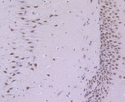 Invitrogen SF3B3 Recombinant Rabbit Monoclonal Antibody (JG63-53) 100 &mu;L;