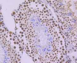 Invitrogen SF3B3 Recombinant Rabbit Monoclonal Antibody (JG63-53) 100 &mu;L;