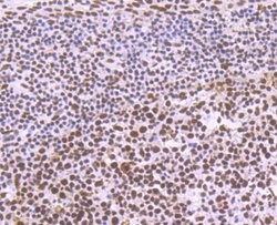 Invitrogen SF3B3 Recombinant Rabbit Monoclonal Antibody (JG63-53) 100 &mu;L;