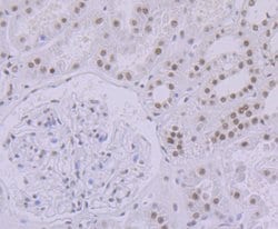 Invitrogen SF3B3 Recombinant Rabbit Monoclonal Antibody (JG63-53) 100 &mu;L;
