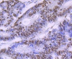 Invitrogen SF3B3 Recombinant Rabbit Monoclonal Antibody (JG63-53) 100 &mu;L;