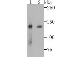 Invitrogen SF3B3 Recombinant Rabbit Monoclonal Antibody (JG63-53) 100 &mu;L;