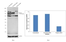 Invitrogen Nicastrin Recombinant Rabbit Monoclonal Antibody (JG68-33) 100