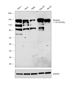 Invitrogen Nicastrin Recombinant Rabbit Monoclonal Antibody (JG68-33) 100