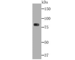 Invitrogen PKC gamma Recombinant Rabbit Monoclonal Antibody (JG69-32) 100 &mu;L | Buy Online | Invitrogen&trade; | Fisher Scientific